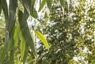 tencel aus eukalyptus fasern